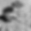 Playboy thumbnail